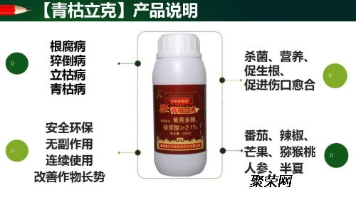 樱桃树流胶病的生态防治方案